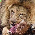 slides/IMG_3964.jpg wildlife, feline, big cat, cat, predator, fur, african, lion, eye, eat WBCW86 - African Lion